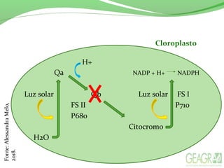 H+
Qa NADP + H+ NADPH
Luz solar Qb Luz solar FS I
FS II P710
P680
Citocromo
H2O
Cloroplasto
Fonte:AlessandraMelo,
2018.
 