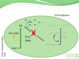 H+
Qa NADP + H+ NADPH
Luz solar Qb Luz solar FS I
FS II P710
P680
Citocromo
H2O
Cloroplasto
H+ H+
H+
H+ H+
Fonte:AlessandraMelo,
2018.
 