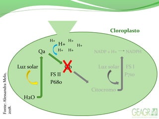 H+
Qa NADP + H+ NADPH
Luz solar Qb Luz solar FS I
FS II P710
P680
Citocromo
H2O
Cloroplasto
H+ H+
H+
H+ H+
Fonte:AlessandraMelo,
2018.
 