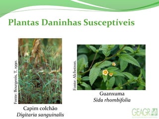 Fonte:Bourgeois,T,1990.
Plantas Daninhas Susceptíveis
Fonte:Alchetron.
Capim colchão
Digitaria sanguinalis
Guanxuma
Sida rhombifolia
 