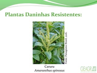 Plantas Daninhas Resistentes:
Fonte:PaisagismoBrasil,2016.Caruru
Amaranthus spinosus
 