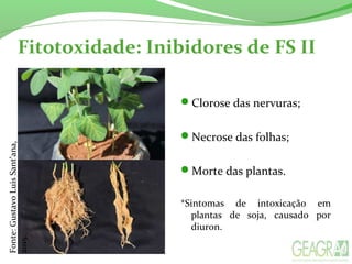 Fitotoxidade: Inibidores de FS II
Clorose das nervuras;
Necrose das folhas;
Morte das plantas.
*Sintomas de intoxicação em
plantas de soja, causado por
diuron.
Fonte:GustavoLuisSant’ana,
2015.
 