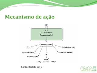 Mecanismo de ação
Fonte: Bartels, 1985.
 