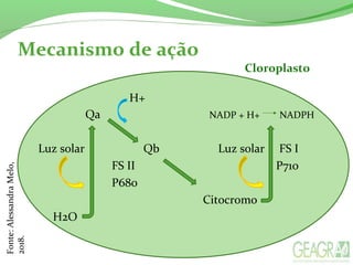 Mecanismo de ação
H+
Qa NADP + H+ NADPH
Luz solar Qb Luz solar FS I
FS II P710
P680
Citocromo
H2O
Cloroplasto
Fonte:AlessandraMelo,
2018.
 