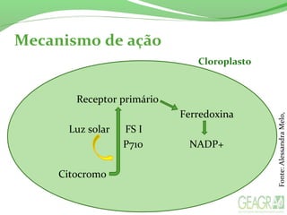 Receptor primário
Ferredoxina
Luz solar FS I
P710 NADP+
Citocromo
Mecanismo de ação
Fonte:AlessandraMelo,
Cloroplasto
 
