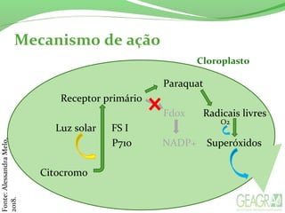 Paraquat
Receptor primário
Fdox Radicais livres
Luz solar FS I
P710 NADP+ Superóxidos
Citocromo
Mecanismo de ação
Fonte:AlessandraMelo,
2018.
Cloroplasto
O2
 