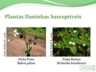Plantas Daninhas Susceptíveis
Picão Preto
Bidens pilosa
Fonte:RobertB.,2008.
Poaia Branca
Richardia brasiliensis
Fonte:RobertB.,2009.
 