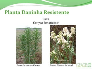 Planta Daninha Resistente
Fonte: Matos de Comer. Fonte: Flowers in Israel.
Buva
Conyza bonariensis
 