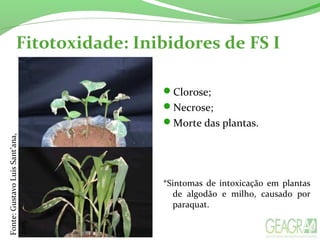 Fitotoxidade: Inibidores de FS I
Clorose;
Necrose;
Morte das plantas.
*Sintomas de intoxicação em plantas
de algodão e milho, causado por
paraquat.
Fonte:GustavoLuisSant’ana,
2015.
 