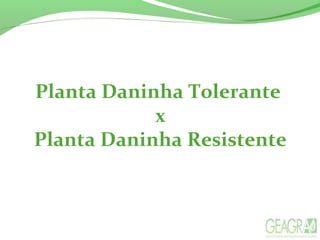 Planta Daninha Tolerante
x
Planta Daninha Resistente
 