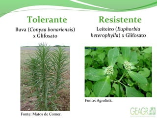 Tolerante Resistente
Fonte: Matos de Comer.
Buva (Conyza bonariensis)
x Glifosato
Leiteiro (Euphorbia
heterophylla) x Glifosato
Fonte: Agrolink.
 