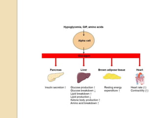 Anatomy and physiology of pancreas | PPTX