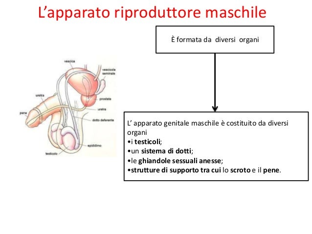 Verifica Scienze Terza Media Apparato Riproduttore