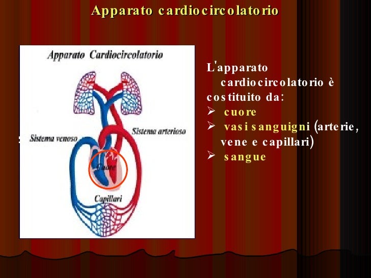 Apparato circolatorio