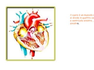 il cuore è un muscolo striato involontario che si divide in quattro cavità : ventricolo destro   e ventricolo sinistro , atrio destro e atri sinistr o. 