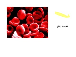 globuli rossi  