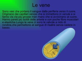 Le vene Sono vasi che portano il sangue dalla periferia verso il cuore. Originano dei capillari venosi che si immettono in venule e si fanno via via più grosse man mano che si avvicinano al cuore. Hanno pareti più sottili delle arterie e con poche fibre muscolari e elastiche.Lungo le vene ci sono le valvole a nido di rondine,che permettono al sangue di risalire senza cadere in basso. 
