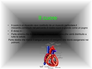 Il cuore Il cuore è un muscolo cavo costituito da un muscolo particolare,il miocardio,contenuto nel pericardio.Il nostro cuore è grande come un pugno È diviso in : Parte sinistra,che riceve  il sangue ricco di ossigeno,che verrà distribuito a tutte le cellule. Parte destra che riceve il sangue povero di ossigeno che dovrà ossigenarsi nei polmoni. 