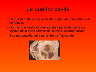 Le quattro cavità Le due parti del cuore si dividono ognuna in un atrio e un ventricolo. Ogni atrio e ventricolo della stessa parte del cuore.La valvola della parte sinistra del cuore si chiama valvola Bicuspide,quella della parte destra Tricuspide.   