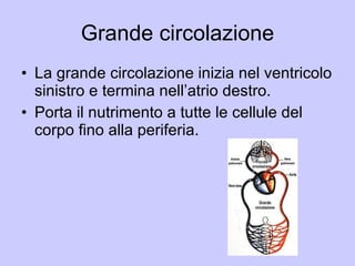 Grande circolazione La grande circolazione inizia nel ventricolo sinistro e termina nell’atrio destro. Porta il nutrimento a tutte le cellule del corpo fino alla periferia. 