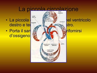 La piccola circolazione La piccola circolazione inizia nel ventricolo destro e termina nell’atrio sinistro. Porta il sangue nei polmoni a rifornirsi d’ossigeno. 