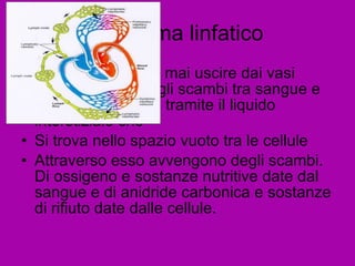 Il sistema linfatico Il sangue non può mai uscire dai vasi sanguigni, quindi gli scambi tra sangue e cellule avvengono tramite il liquido interstiziale che  Si trova nello spazio vuoto tra le cellule Attraverso esso avvengono degli scambi. Di ossigeno e sostanze nutritive date dal sangue e di anidride carbonica e sostanze di rifiuto date dalle cellule. 