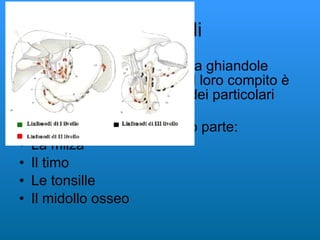 I linfonodi I linfonodi sono costituiti da ghiandole linfatiche a forma di nodi,il loro compito è filtrare la linfa e produrre dei particolari globuli bianchi,i linfociti. Del sistema linfatico fanno parte: La milza Il timo Le tonsille Il midollo osseo 