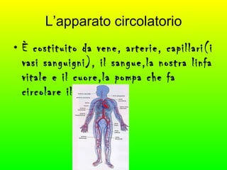 L’apparato circolatorio È costituito da vene, arterie, capillari(i vasi sanguigni), il sangue,la nostra linfa vitale e il cuore,la pompa che fa circolare il sangue. 