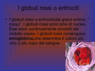 I globuli rossi o  eritrociti I globuli rossi o eritrociti(dal greco  eritros , ” rosso”. I globuli rossi sono privi di nucleo. Essi sono continuamente prodotti dal midollo osseo. I globuli rossi contengono  emoglobina, che determina il colore più vivo o più cupo del sangue. 