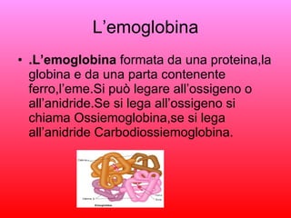 L’emoglobina .L’emoglobina  formata da una proteina,la globina e da una parta contenente ferro,l’eme.Si può legare all’ossigeno o all’anidride.Se si lega all’ossigeno si chiama Ossiemoglobina,se si lega all’anidride Carbodiossiemoglobina. 