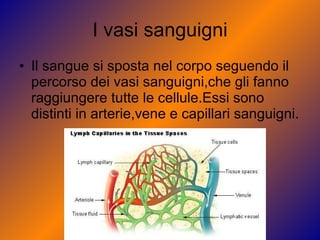 I vasi sanguigni Il sangue si sposta nel corpo seguendo il percorso dei vasi sanguigni,che gli fanno raggiungere tutte le cellule.Essi sono distinti in arterie,vene e capillari sanguigni. 