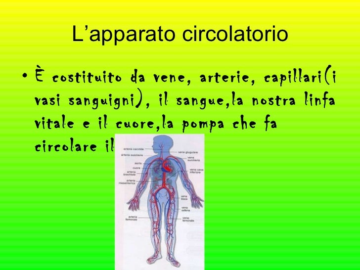 Apparato circolatorio ale matteo