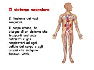 E’ l’insieme dei vasi sanguigni. Il corpo umano, ha bisogno di un sistema che trasporti  sostanze nutrienti e gas respiratori  ad ogni cellula del corpo e agli organi che svolgono funzioni vitali. Il sistema vascolare 