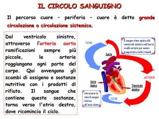 Dal ventricolo sinistro,   attraverso l’ arteria   aorta   ramificazioni sempre più piccole, le arterie raggiungono ogni parte del corpo. Qui avvengono gli scambi di ossigeno e sostanze nutritive con i prodotti di rifiuto. Il sangue che contiene queste sostanze, torna verso l'atrio destro, dove ricomincia il ciclo. Il percorso cuore – periferia – cuore è detto   grande circolazione o circolazione sistemica . IL CIRCOLO SANGUIGNO 