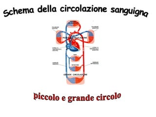 Schema della circolazione sanguigna piccolo e grande circolo 