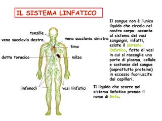 IL SISTEMA LINFATICO tonsille milza timo linfonodi vasi linfatici vena succlavia destra vena succlavia sinistra Il sangue non è l’unico liquido che circola nel nostro corpo; accanto al sistema dei vasi sanguigni, infatti, esiste il  sistema linfatico , fatto di vasi in cui si raccoglie una parte di plasma, cellule e sostanze del sangue (soprattutto proteine) in eccesso fuoriuscite dai capillari. Il liquido che scorre nel sistema linfatico prende il nome di  linfa . dotto toracico 