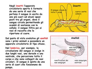 Negli  insetti  l’apparato circolatorio aperto è formato da una serie di vasi che portano il sangue in uscita da uno più cuori ad alcuni spazi posti tra gli organi, dove il sangue circola permettendo gli scambi di sostanze con le cellule; il sangue filtra poi ai vasi di raccolta che lo riportano al cuore. Dal punto di vista evolutivo gli  anellidi  sono i primi animali a possedere un apparato circolatorio di tipo chiuso. Nel  lombrico , per esempio, la circolazione del sangue si svolge in due lunghi vasi, uno dorsale e uno ventrale, che percorrono tutto il corpo e che sono collegati da vasi circolari. Il sangue è spinto da una serie di cuori che funzionano da pompa. Insetti Il sangue circola in tutto il corpo cuore a sette camere cuori ramificazioni dei vasi sanguigni vaso sanguigno ventrale vaso sanguigno ventrale Anellidi 