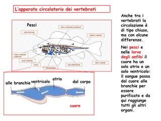 L’apparato circolatorio dei vertebrati Anche tra i vertebrati la circolazione è di tipo chiuso, ma con alcune differenze. Nei  pesci  e nelle  larve degli anfibi  il cuore ha un solo atrio e un solo ventricolo: il sangue passa dal cuore alle branchie per essere purificato e da qui raggiunge tutti gli altri organi. dal corpo atrio alle branchie ventricolo Pesci cuore 