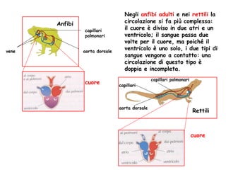 Negli  anfibi adulti  e nei  rettili  la circolazione si fa più complessa: il cuore è diviso in due atri e un ventricolo; il sangue passa due volte per il cuore, ma poiché il ventricolo è uno solo, i due tipi di sangue vengono a contatto: una circolazione di questo tipo è doppia e incompleta.  vene Anfibi aorta dorsale capillari polmonari cuore cuore capillari polmonari aorta dorsale capillari Rettili 