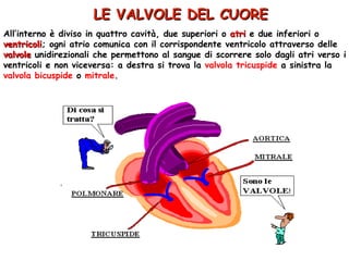 LE VALVOLE DEL CUORE All’interno è diviso in quattro cavità, due superiori o  atri  e due inferiori o  ventricoli ; ogni atrio comunica con il corrispondente ventricolo attraverso delle  valvole  unidirezionali che permettono al sangue di scorrere solo dagli atri verso i ventricoli e non viceversa: a destra si trova la  valvola tricuspide  a sinistra la  valvola bicuspide  o  mitrale . 