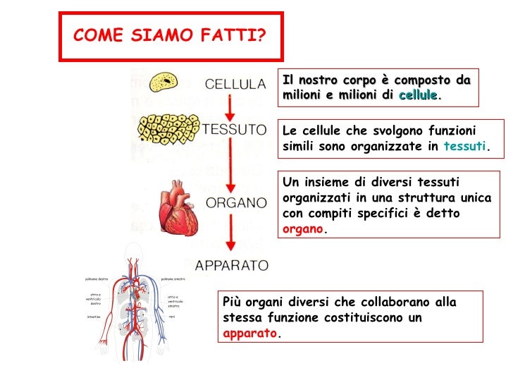 Apparato Circolatorio Diapositive1 Apparato Circolatorio Diapositive1