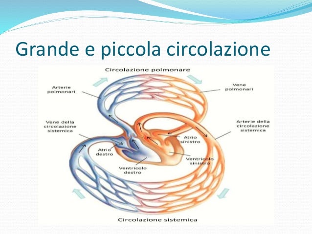 Grande Circolazione E Piccola Circolazione In Breve Apparato circolatorio