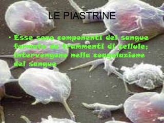 LE PIASTRINE Esse sono componenti del sangue formate da frammenti di cellule; intervengono nella coagulazione del sangue 