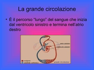 La grande circolazione È il percorso “lungo” del sangue che inizia dal ventricolo sinistro e termina nell’atrio destro 
