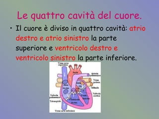 Le quattro cavità del cuore. Il cuore è diviso in quattro cavità:  atrio destro e atrio sinistro  la parte superiore e  ventricolo destro e   ventricolo sinistro  la parte inferiore. 