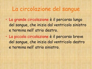 La circolazione del sangue La grande circolazione  è il percorso lungo del sangue, che inizia dal ventricolo sinistro e termina nell’ atrio destro. La piccola circolazione  è il percorso breve del sangue, che inizia dal ventricolo destro e termina nell’ atrio sinistro. 