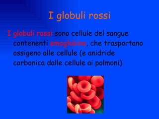 I globuli rossi I globuli rossi  sono cellule del sangue contenenti  emoglobina , che trasportano ossigeno alle cellule (e anidride carbonica dalle cellule ai polmoni). 
