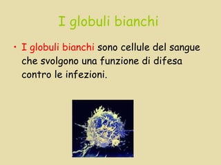 I globuli bianchi   I globuli bianchi  sono cellule del sangue che svolgono una funzione di difesa contro le infezioni. 