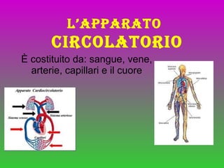 L’APPARATO   CIRCOLATORIO È costituito da: sangue, vene,  arterie, capillari e il cuore  
