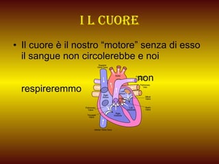 I l cuore Il cuore è il nostro “motore” senza di esso il sangue non circolerebbe e noi  non respireremmo 